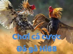trải nghiệm cá cược đá gà hi88